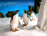 Penguins at SEA LIFE Melbourne Aquarium
