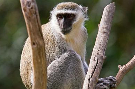 vervet, werribee open range zoo